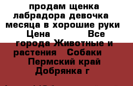 продам щенка лабрадора девочка 2 месяца в хорошие руки › Цена ­ 8 000 - Все города Животные и растения » Собаки   . Пермский край,Добрянка г.